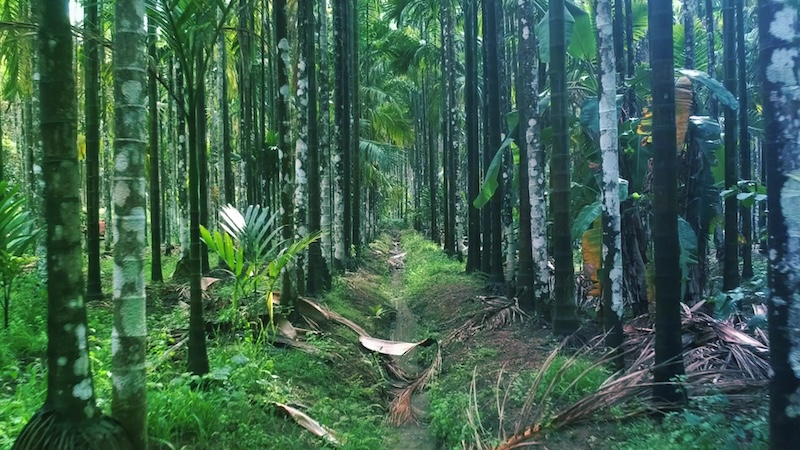 bamboo forest