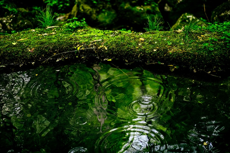 a pound in the forest